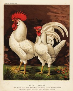 Weiße Leghorns oder Livorno Hahn und Henne