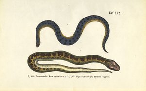 Anakonda und Indischer Python von J. W. Tenhaeff
