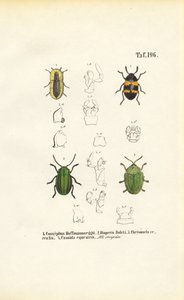 Käferarten mit morphologischen Detailansichten