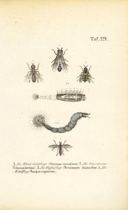 Stechende und blutsaugende Fliegen