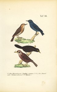 Blaumerle und Amsel