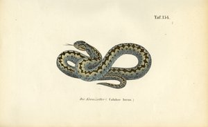 Gewöhnliche Europäische Kreuzotter von J. W. Tenhaeff