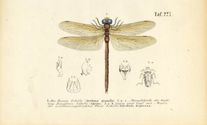 Libellen mit ihren Mundwerkzeugen und Larven von J. W. Tenhaeff