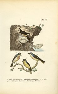 Essbare Salanganen und Grauschnäpper