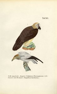 Schmutzgeier und Bartgeier
