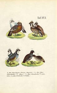 Europäische Raufußhühner und Rebhühner