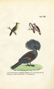 Exotische Taubenarten und Viktoria-Krontaube von J. W. Tenhaeff