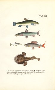 Süßwasser- und Meeresfische