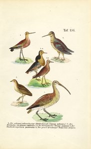 Uferschnepfen, Kampfläufer und Brachvögel