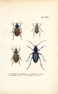 Laufkäfer der Familien Carabidae und Platyninae