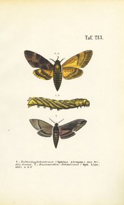 Schwärmer der Familie Sphingidae von J. W. Tenhaeff