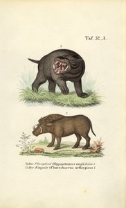 Flusspferd und Warzenschwein von J. W. Tenhaeff