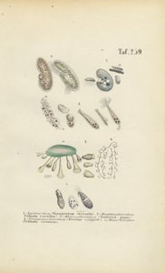 Infusorien: Pantoffeltierchen, Trompetentierchen und andere Ciliaten