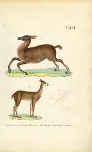Lama und Vikunja von J. W. Tenhaeff