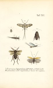 Eintagsfliegen und Kakerlaken