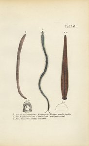 Medizinischer Blutegel, Regenwurm und Nereis