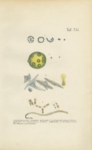 Mikroorganismen: Gonium, Volvox und andere Einzeller