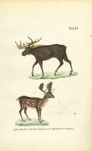 Elch und Damhirsch