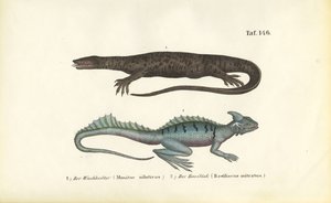 Nilwaran und Helmbasilisk von J. W. Tenhaeff