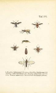 Räuberische und parasitäre Fliegenarten