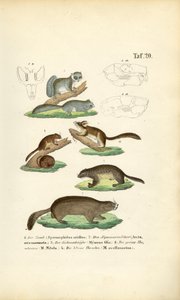 Nagetiere aus der Familie der Eichhörnchen und Bilche