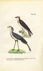 Sekretärvogel und Fischadler