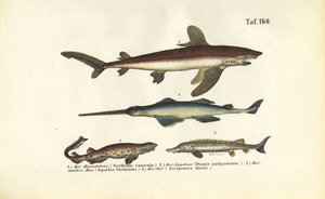 Haie und sturgeonartige Fische