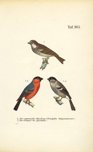 Spanischer Spatz und Gimpel