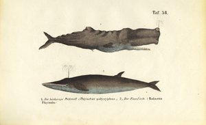 Pottwal und Finnwal