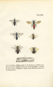 Verschiedene Wildbienenarten Mitteleuropas