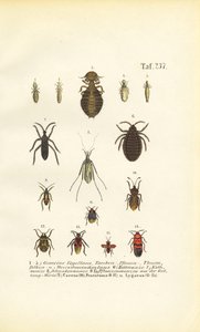 Verschiedene Parasiten und Wanzen