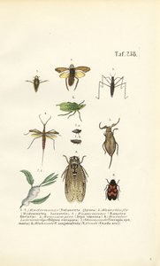 Wasserwanzen und andere Insekten