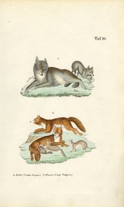Wolf und Fuchs mit ihren Jungen