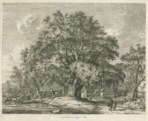Blithfield - Wych Ulme