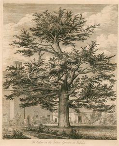 Die Zeder im Palastgarten in Enfield, Middlesex von Jacob George Strutt