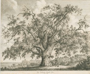 Tutbury - "Wych Ulme": Radierung, undatiert [ca. 1820]
