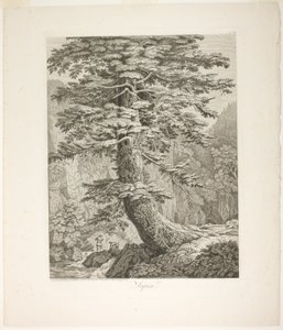 Tannenbaum