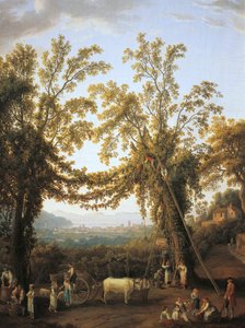 Herbst, Ernte bei Sorrent