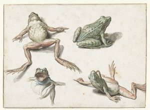 Vier Studien eines Frosches