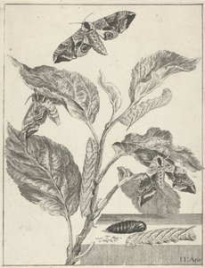 Blätter mit Raupen und Schmetterlingen von Jacob l