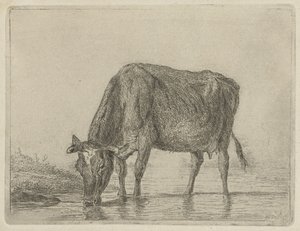 Trinkende Kuh