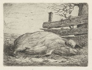 Liegendes Wildschwein