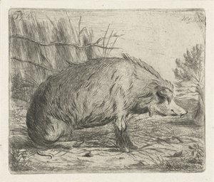 Sitzendes Wildschwein