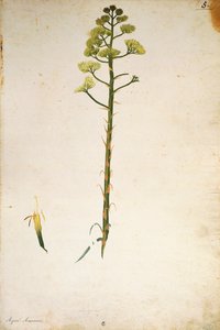 Jahrhundertpflanzenblume (Agave americana) von Jacopo Ligozzi