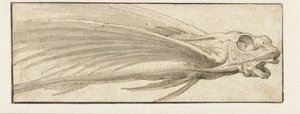 Fliegender Fisch