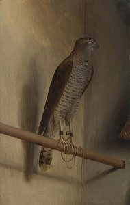 Ein Sperber