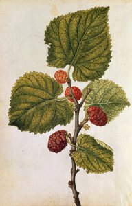 Maulbeere: Morus Nigra, um 1568 von Jacques (1533-88) Le Moyne