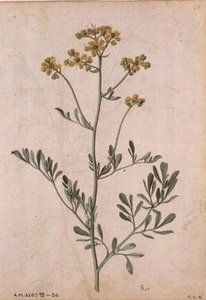 Weinraute, ca. 1568