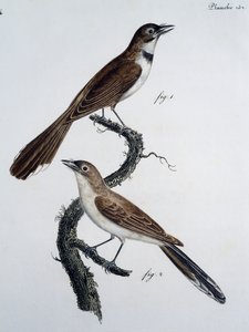 Männchen und Weibchen des Brillenmonarchen (Monarcha trivirgata) von Jacques (after) Barraband