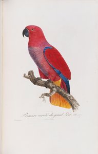 Premiere variete du Grand Lori, graviert von Langlois, ca. 1801-05 von Jacques Barraband